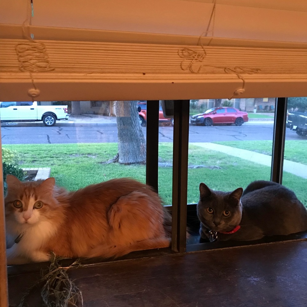 I’m a Posh Ambassador! Shop with confidence! - Picture 6 of 6